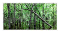 Backwaters - Great River Trail